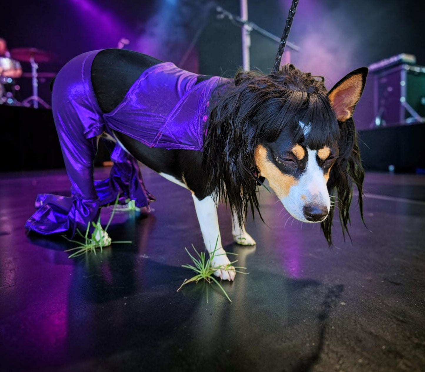 Selena replica Pet Costume, Selena Dog costume, Selena Iconic purple pet costume, Selena purple jumpsuit pet dog cat costume, wig selena