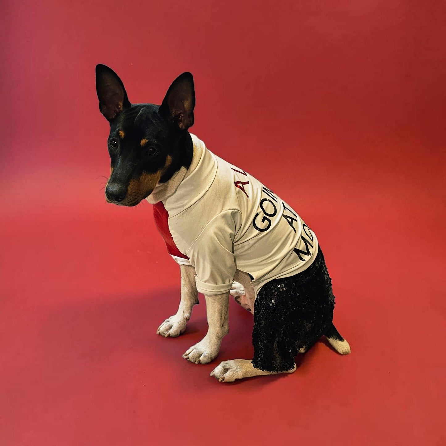 Red Era Pet Costume, red era dog costume, red era cat costume, Taylor Swift pet costume, Taylor Swift red era pet costume