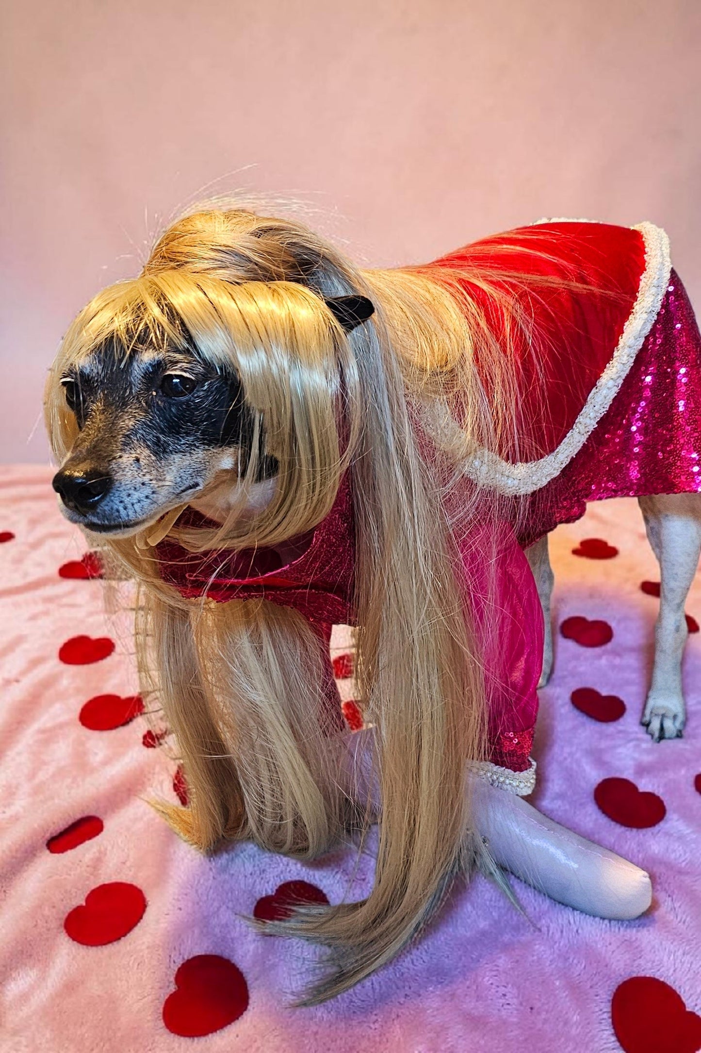 Pet Wigs, dog wigs, cat wigs, wigs for pets, Halloween Pet wigs, blond pet wig, brown pet wig, black pet wig, ponytail pet wig, wigs for dog