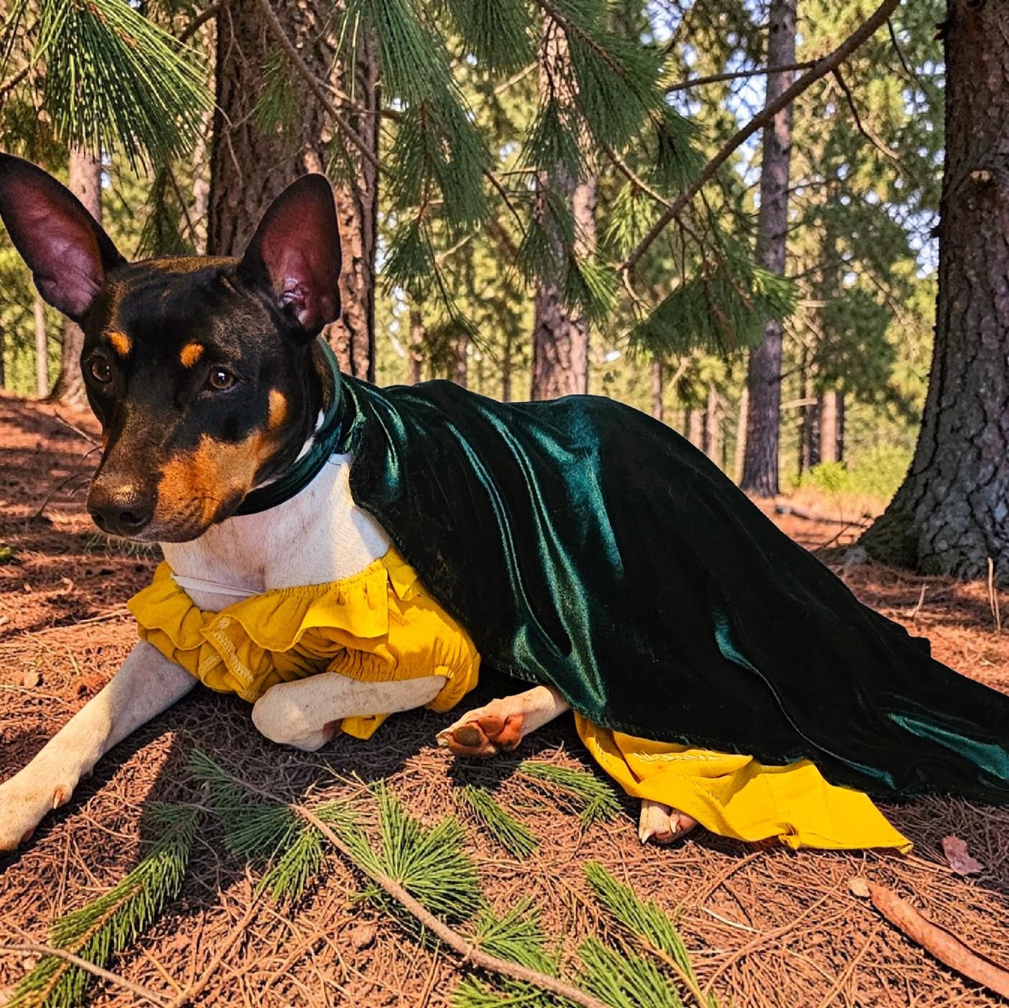 Evermore pet dress, Evermore pet costume, evermore pet dress, evermore dog dress