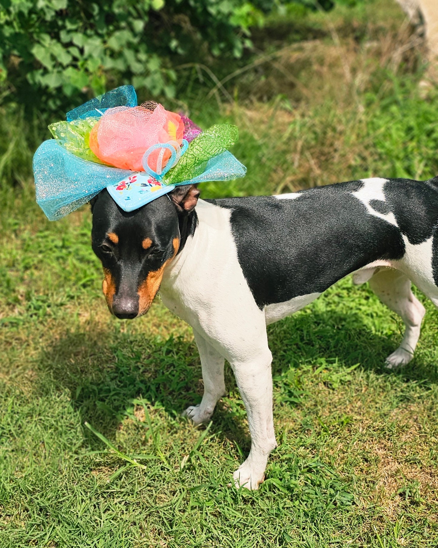 Kentucky Derby pet fasunator hat, derby pet hat