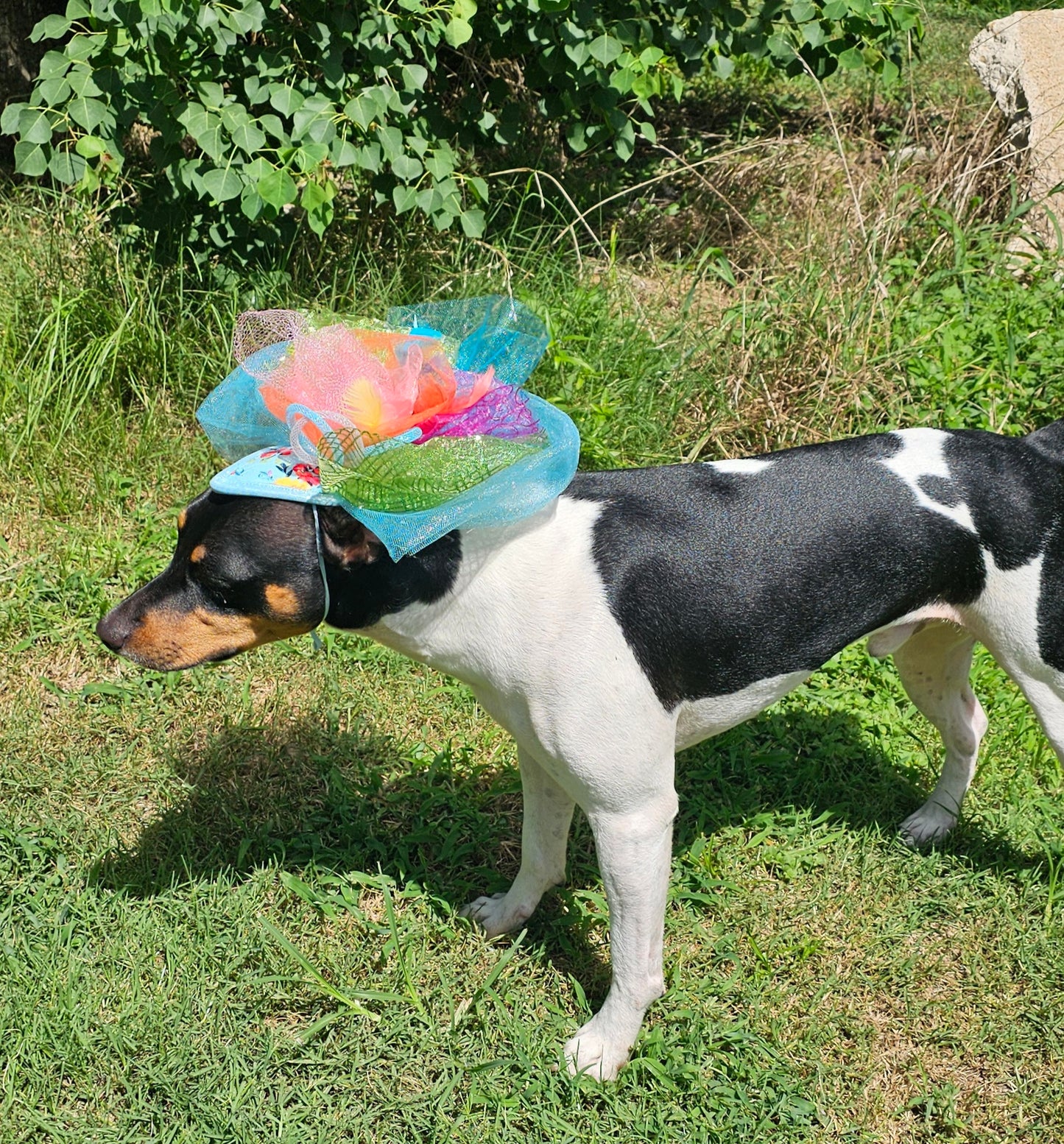 Kentucky Derby pet fasunator hat, derby pet hat