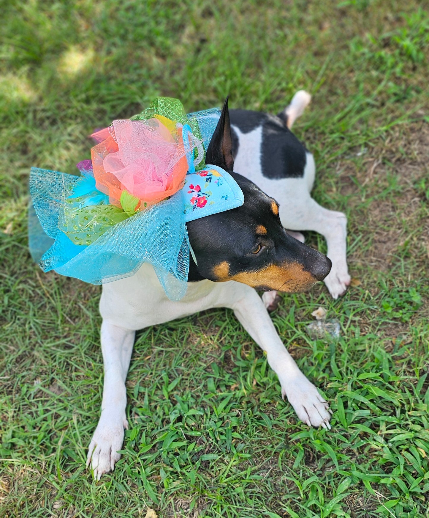 Kentucky Derby pet fasunator hat, derby pet hat