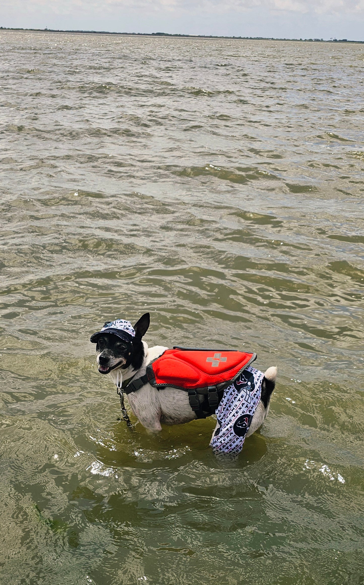 Texans sport pet swimming shorts and hat, Houston Texans pet shorts and hat