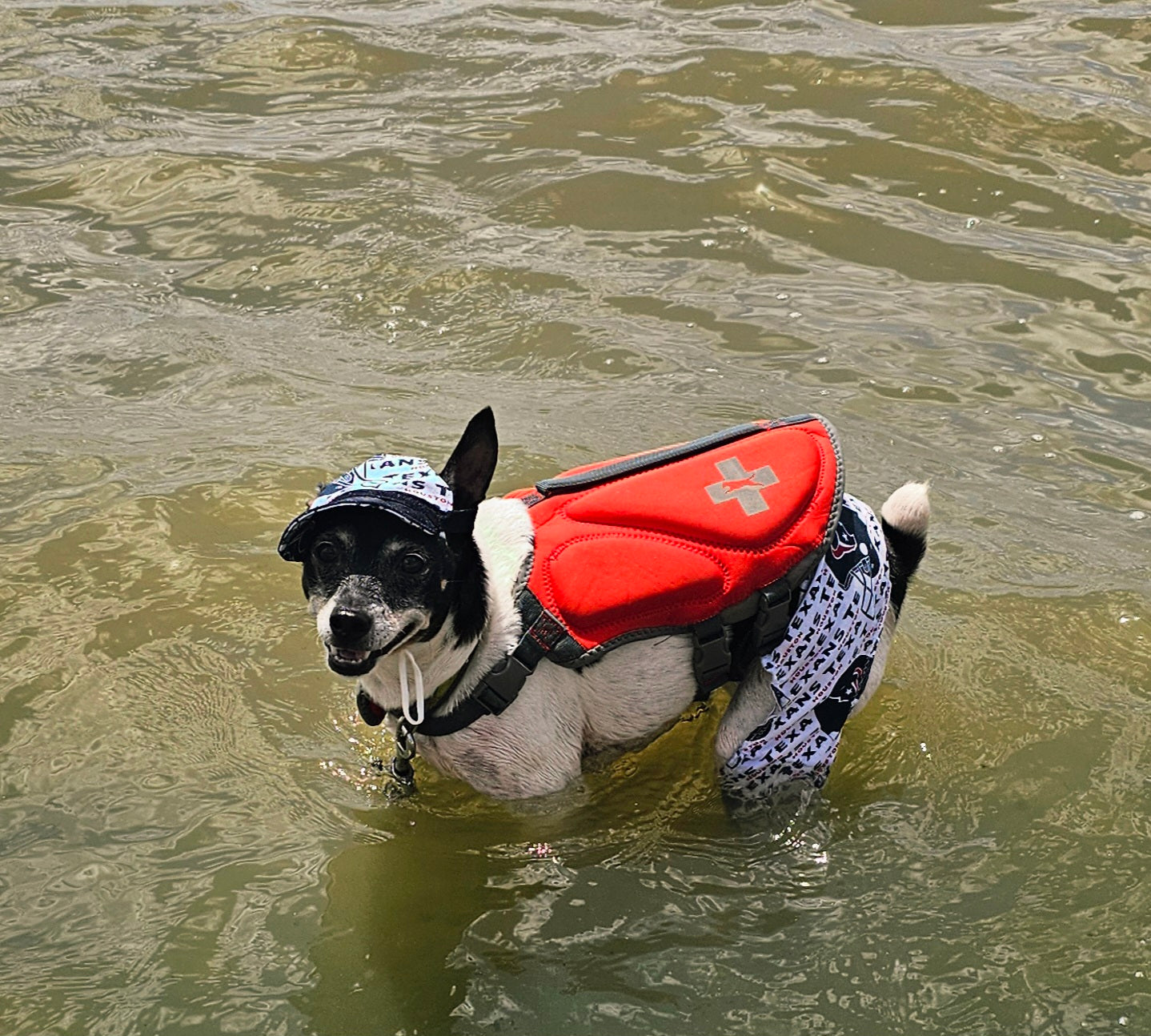Texans sport pet swimming shorts and hat, Houston Texans pet shorts and hat