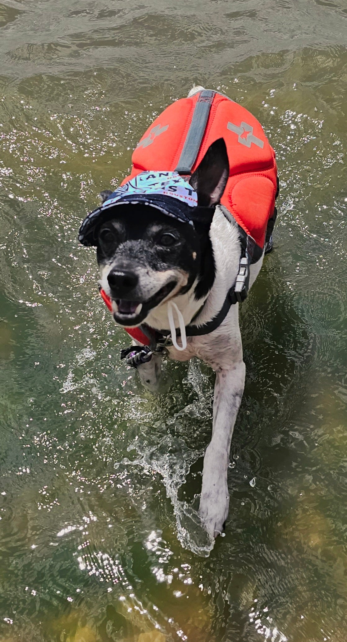 Texans sport pet swimming shorts and hat, Houston Texans pet shorts and hat