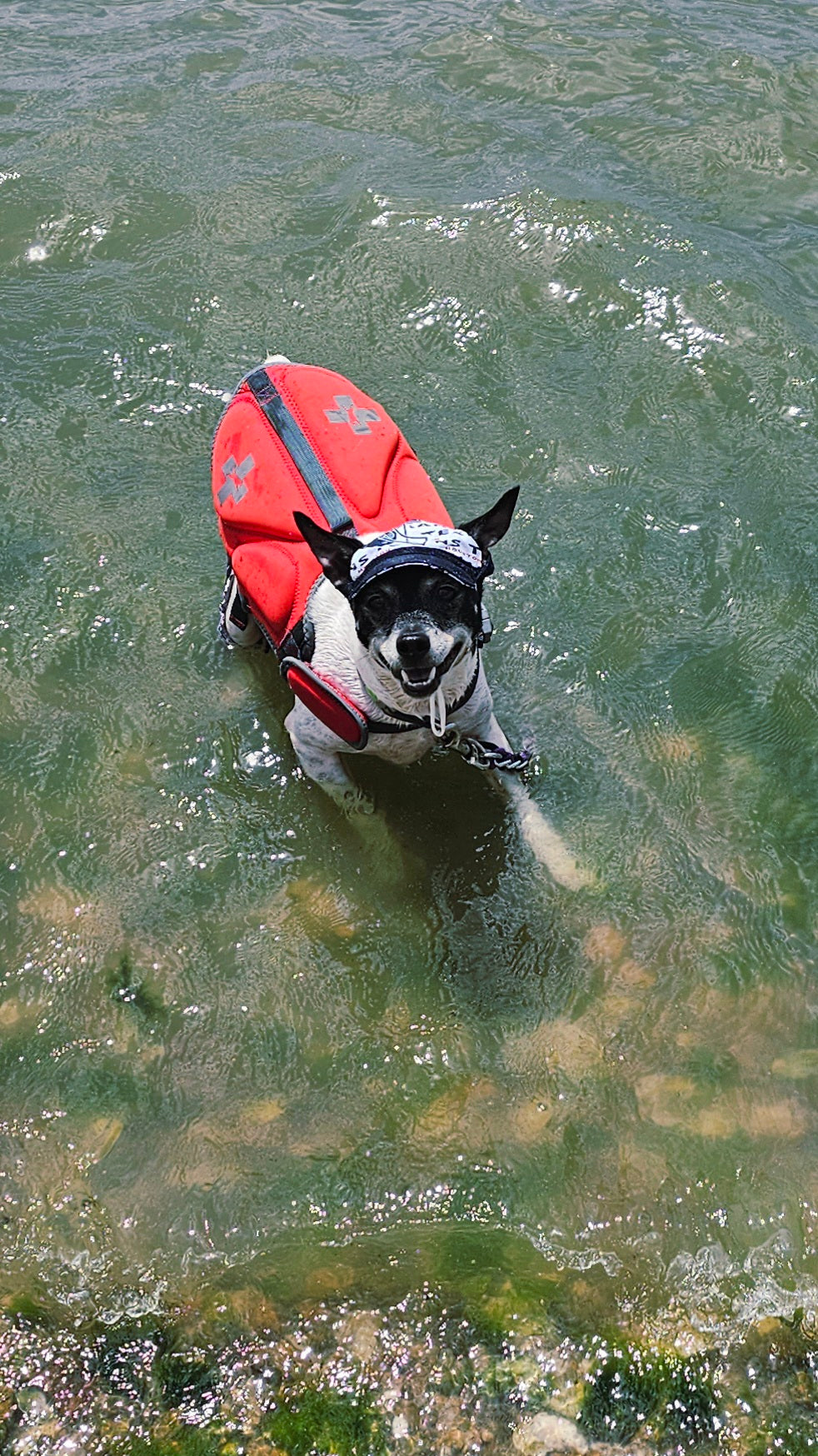 Texans sport pet swimming shorts and hat, Houston Texans pet shorts and hat