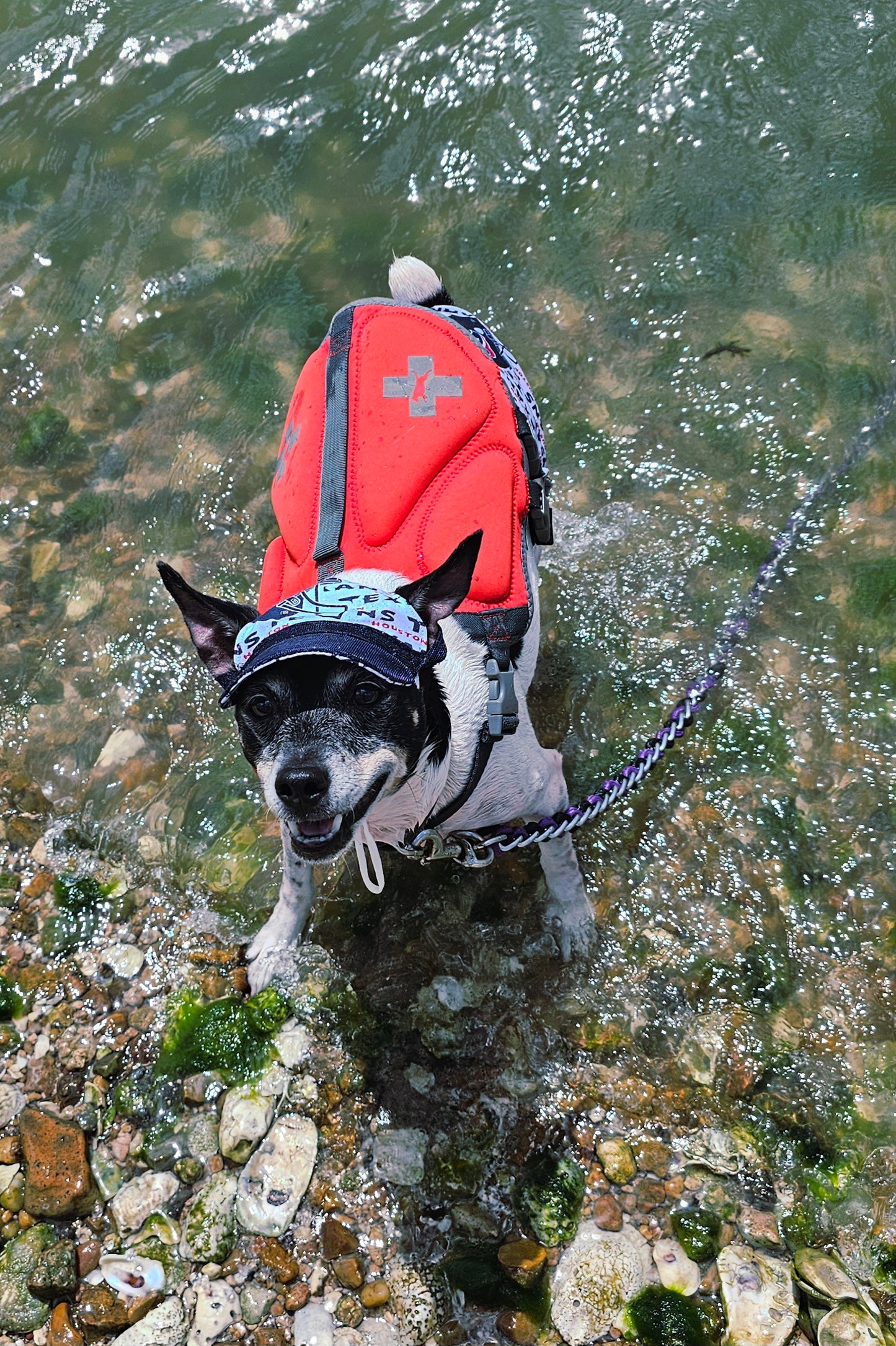 Texans sport pet swimming shorts and hat, Houston Texans pet shorts and hat
