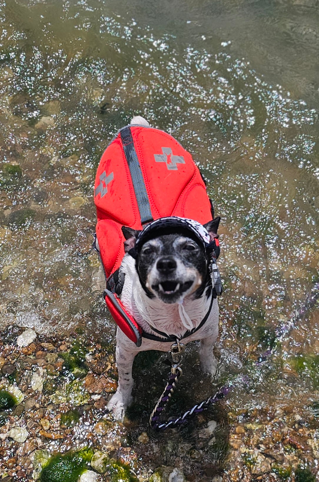 Texans sport pet swimming shorts and hat, Houston Texans pet shorts and hat