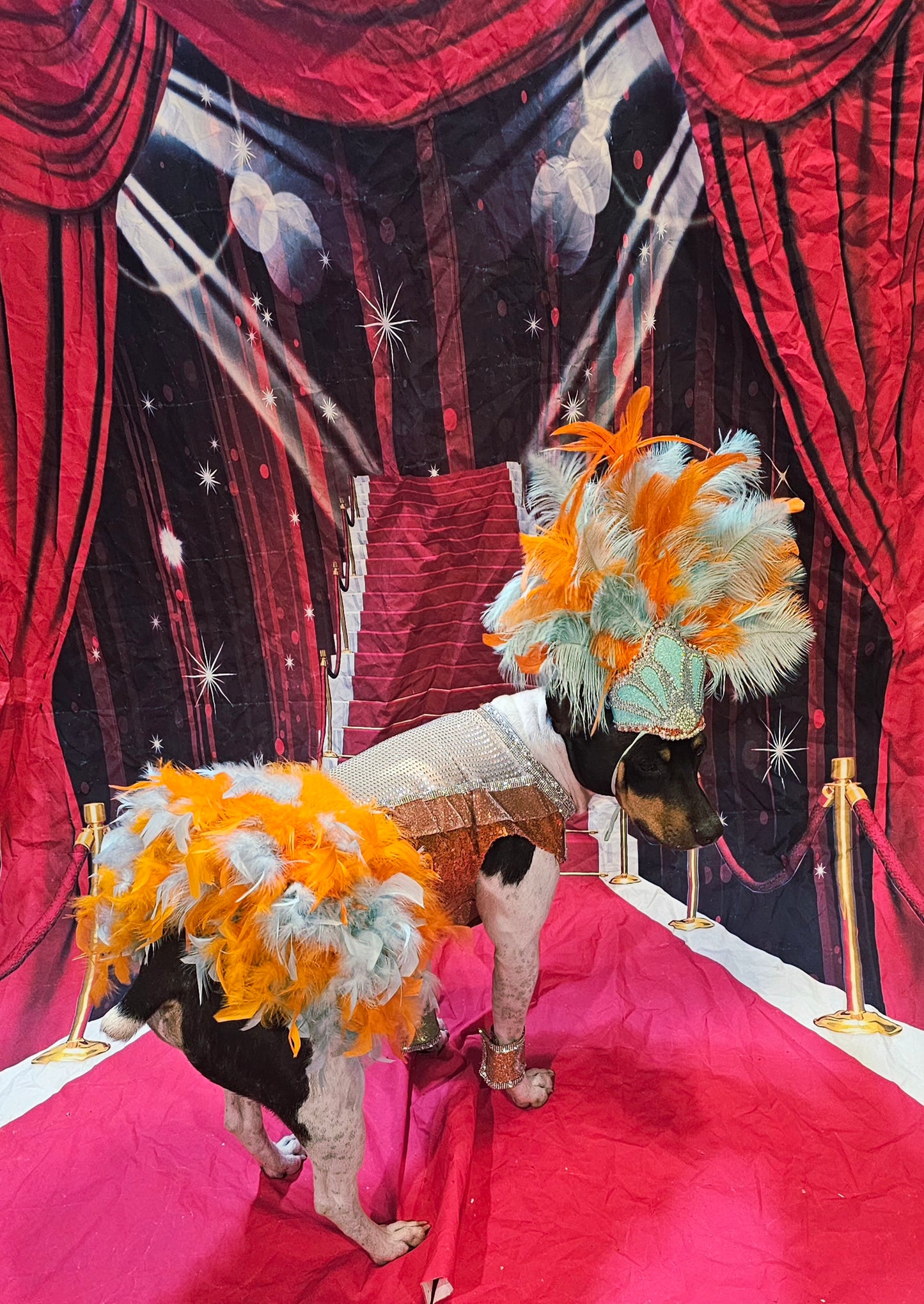 Showgirl pet costume