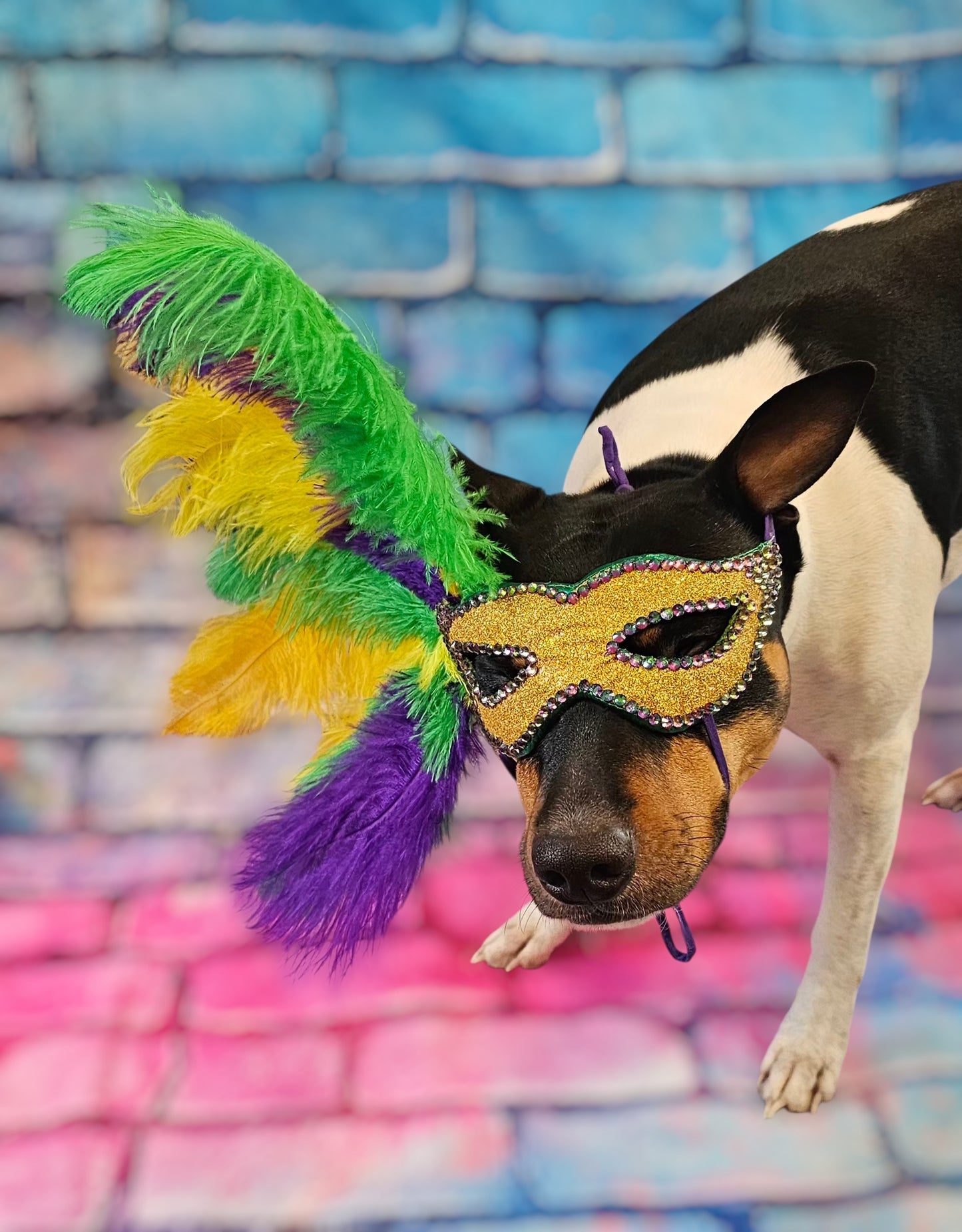 Mardi Gras Pet Masks, Mardi Gras Dog Mask, Fat Tuesday pet, feather pet mask