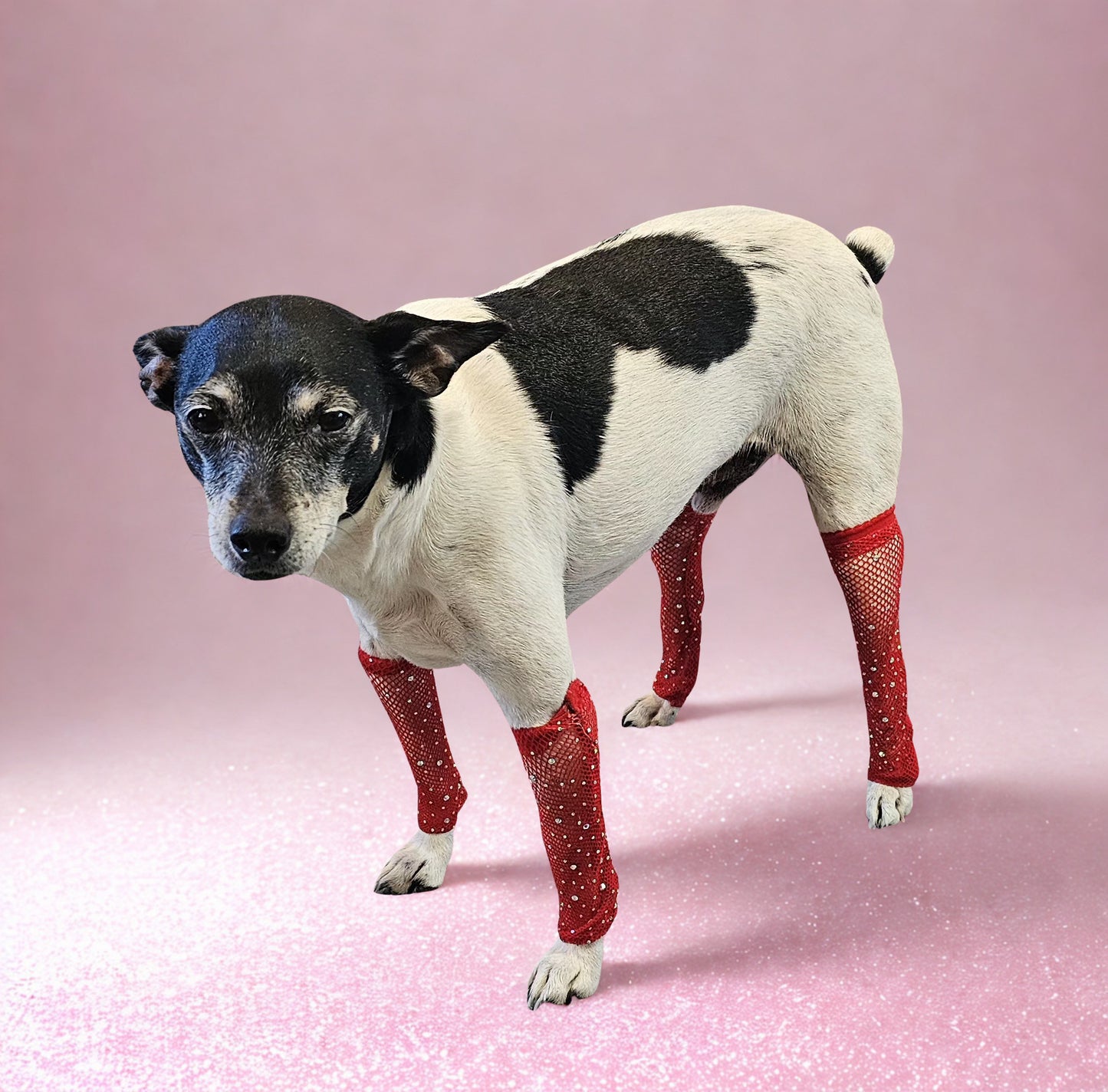 Fishnets for pets, dog fishnets, rhinestone fishnets for pets