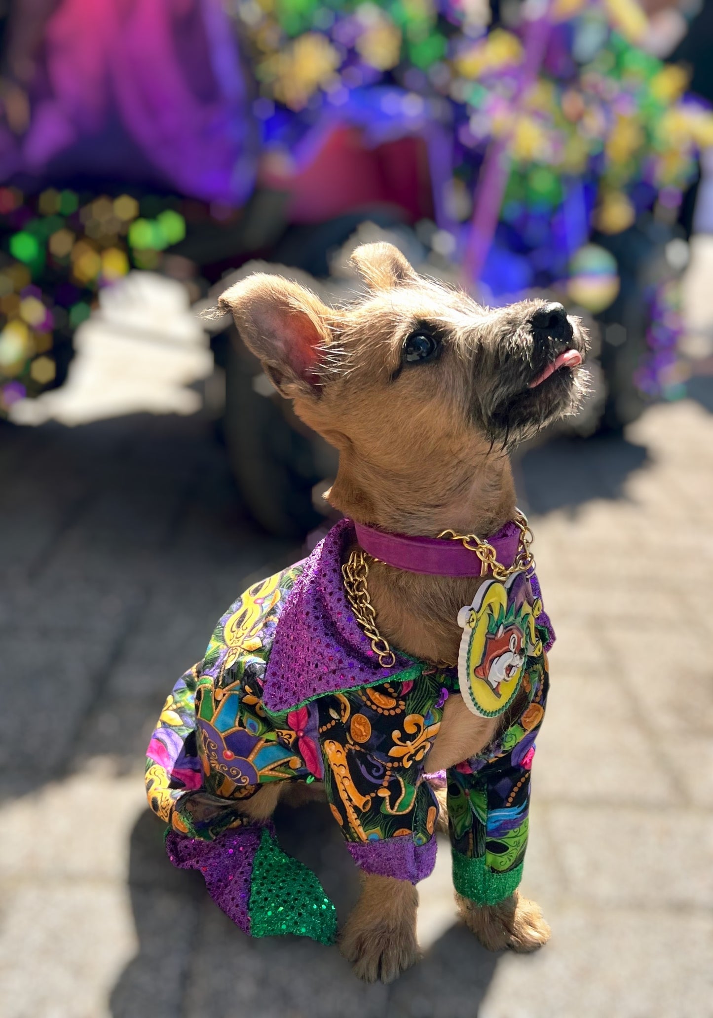 Mardi Gras Pet body suit, Mardi Gras sequin pet body suit, Mardi Gras Pet costume