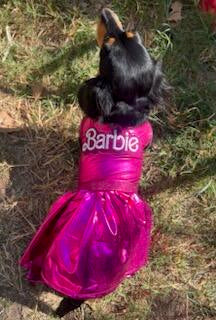 Barbie Pet Dress, Barbie dog dress, Barbie pet costume