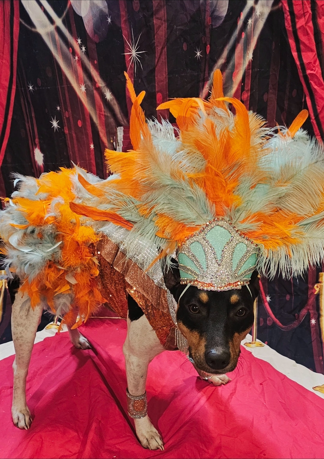 Showgirl pet costume