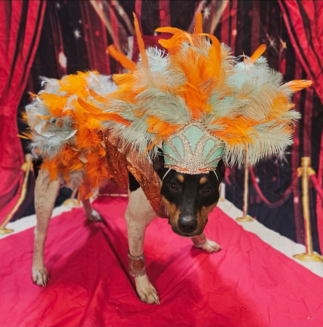 Showgirl pet costume