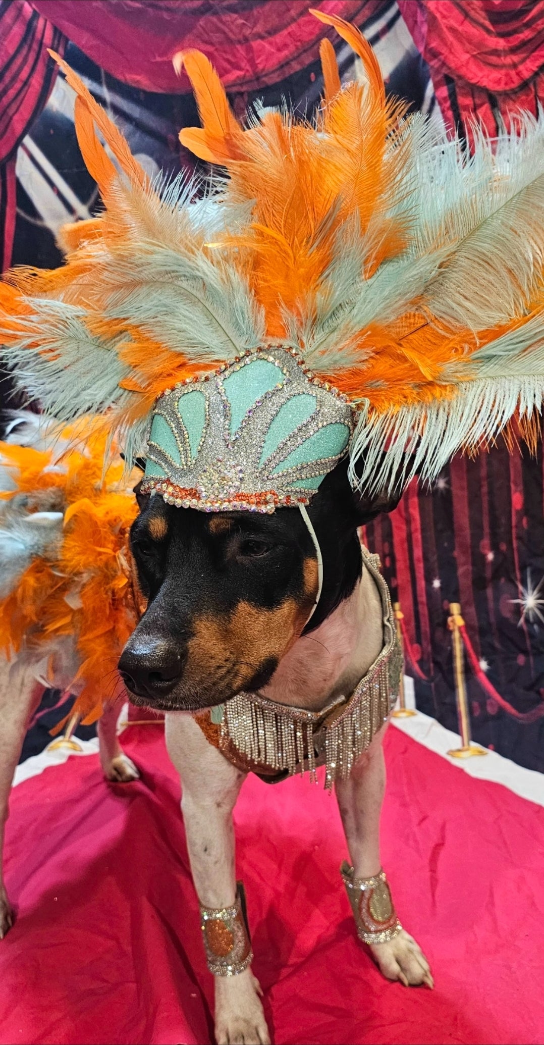 Showgirl pet costume