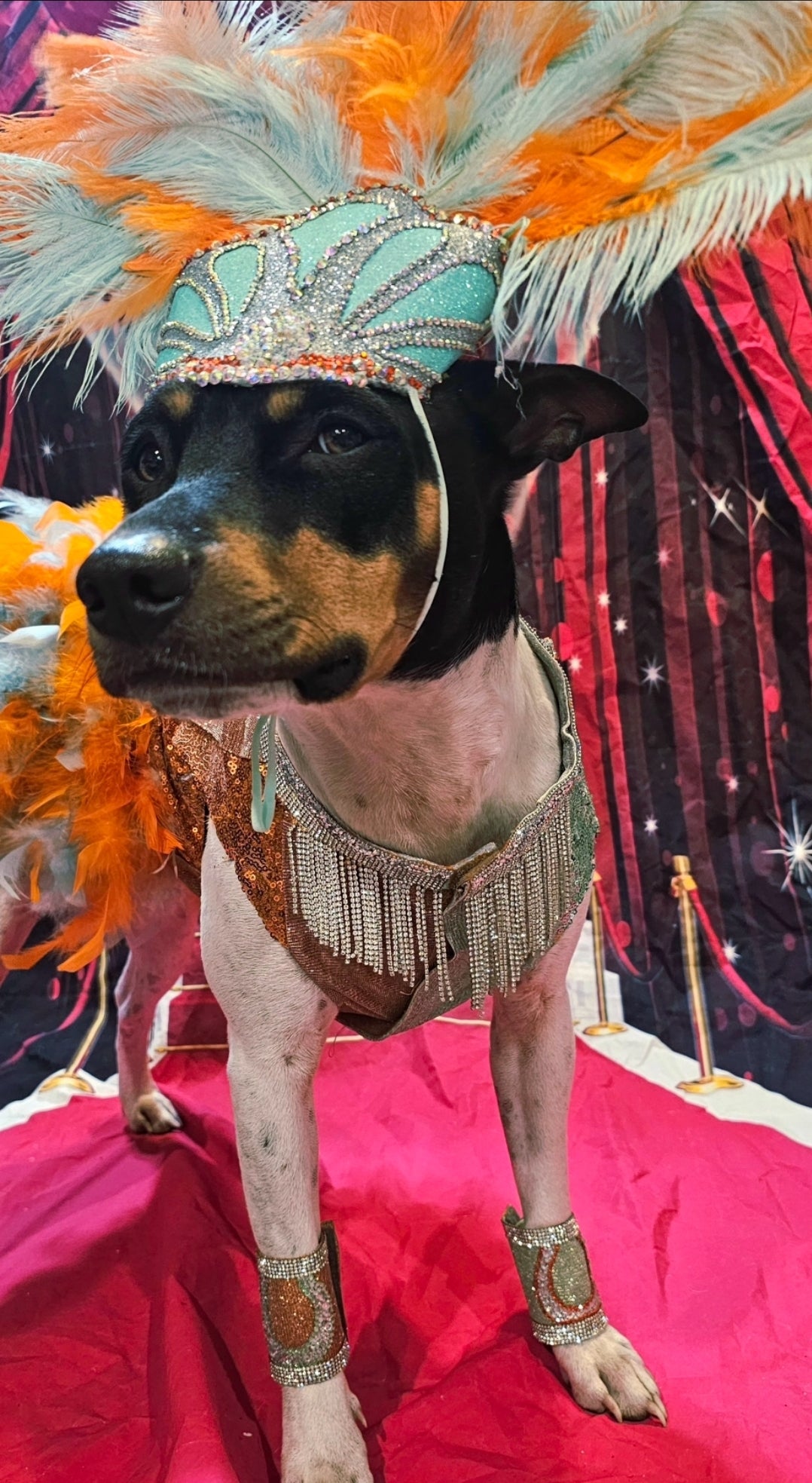 Showgirl pet costume
