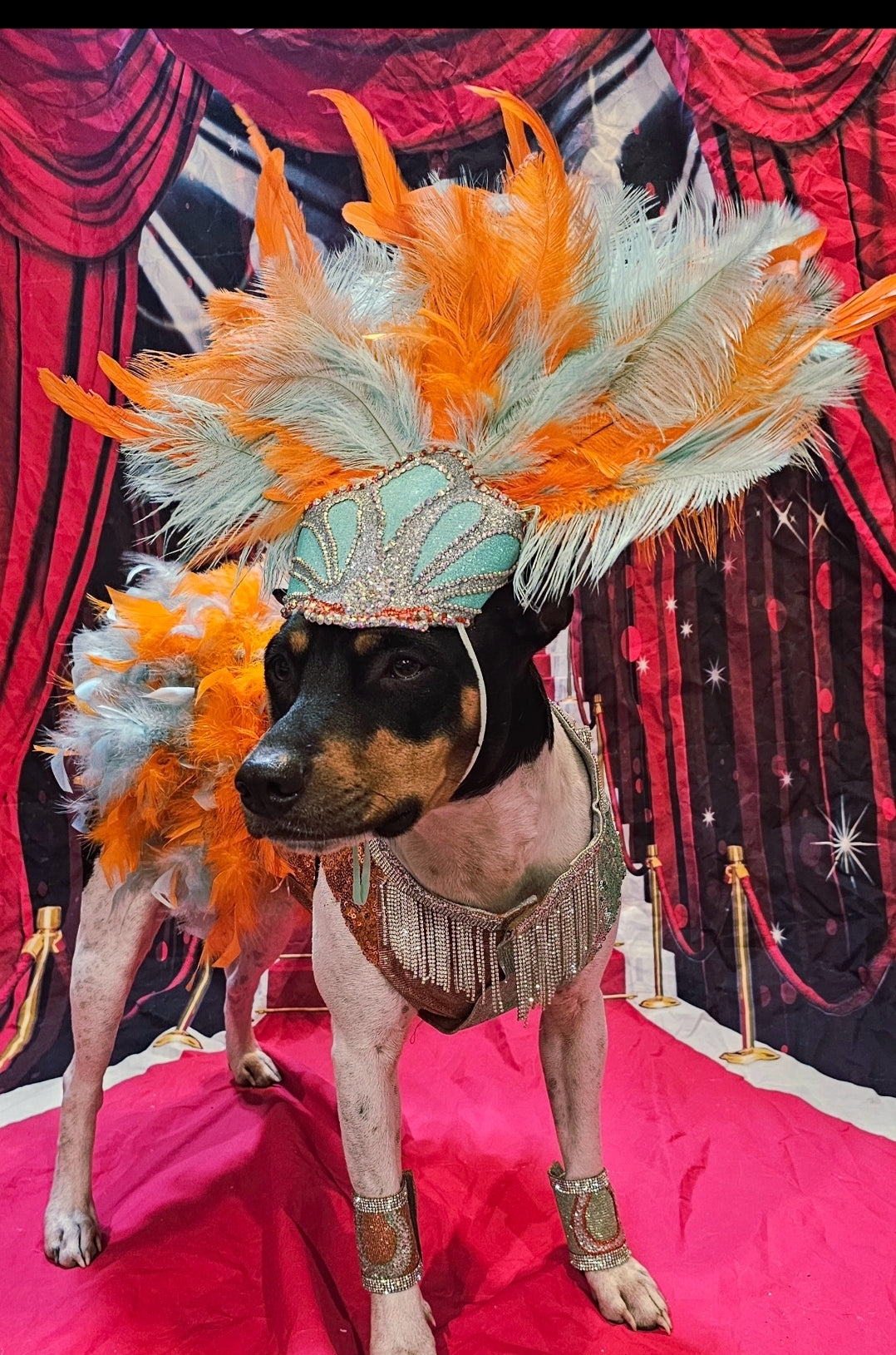 Showgirl pet costume