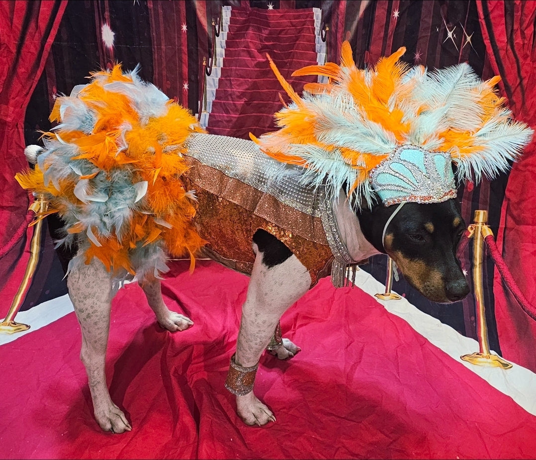 Showgirl pet costume