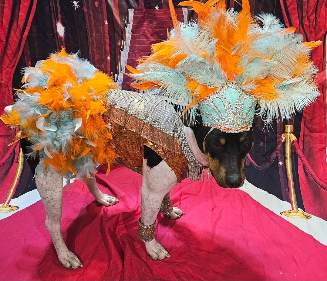 Showgirl pet costume