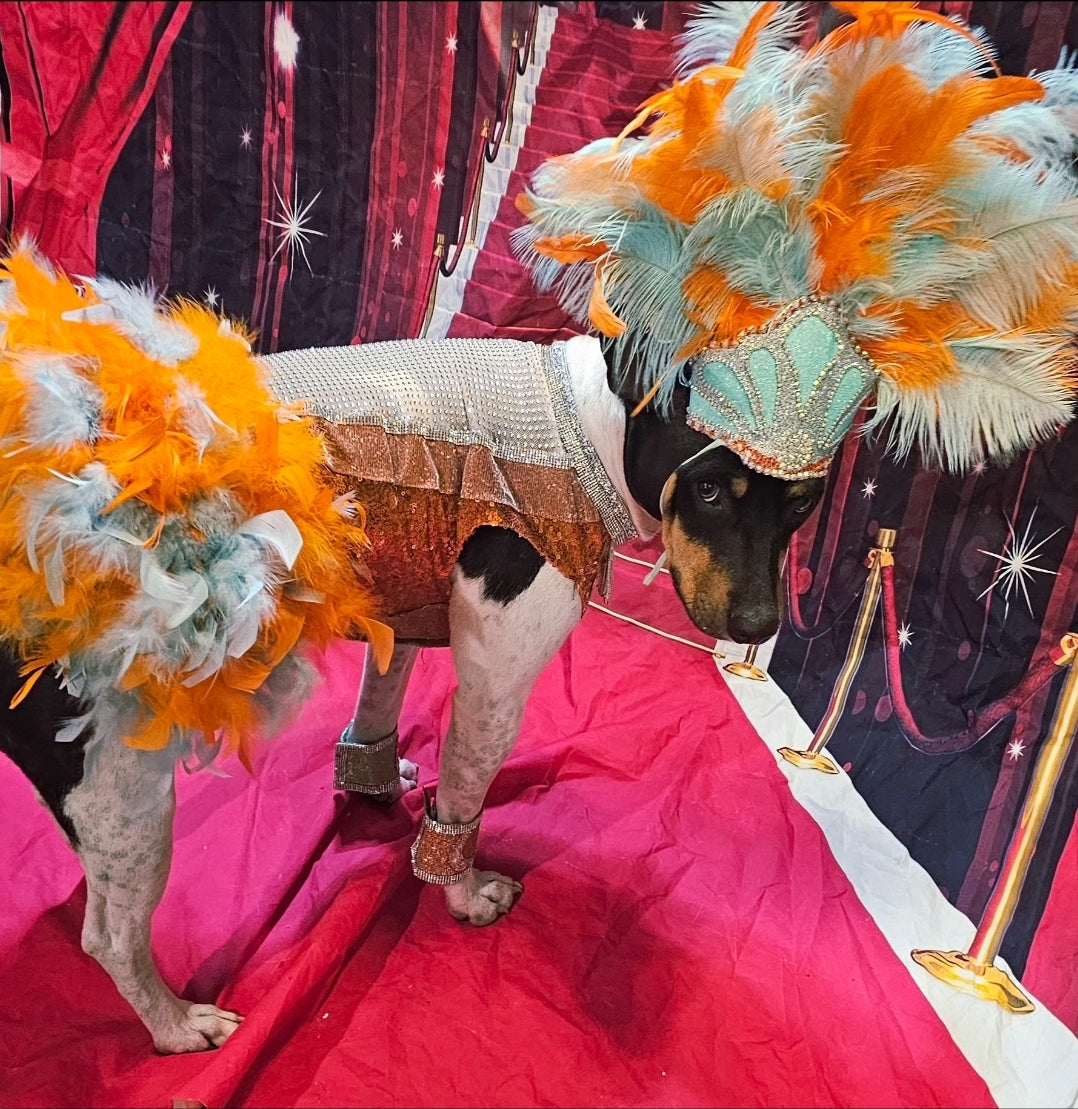 Showgirl pet costume