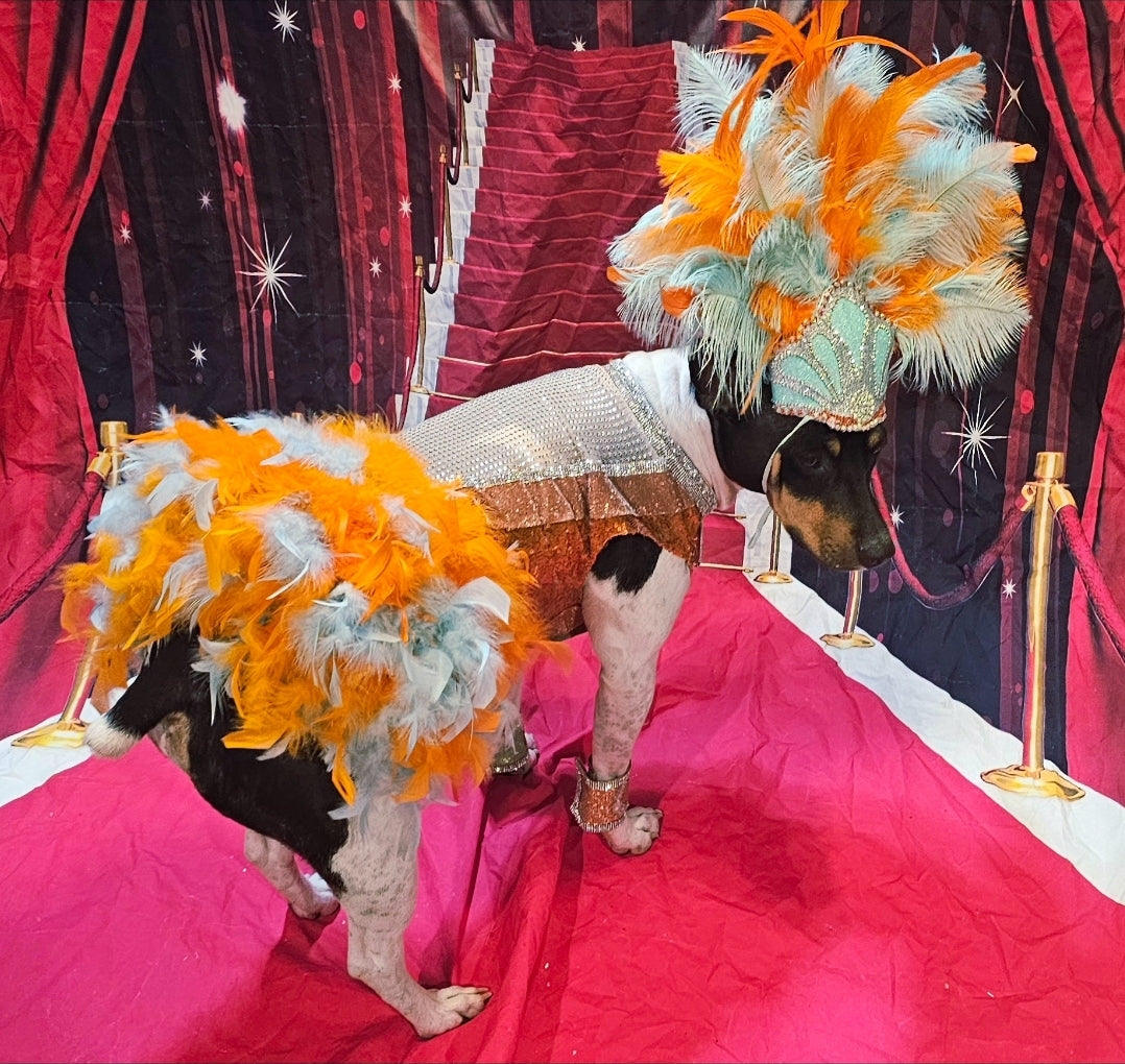 Showgirl pet costume