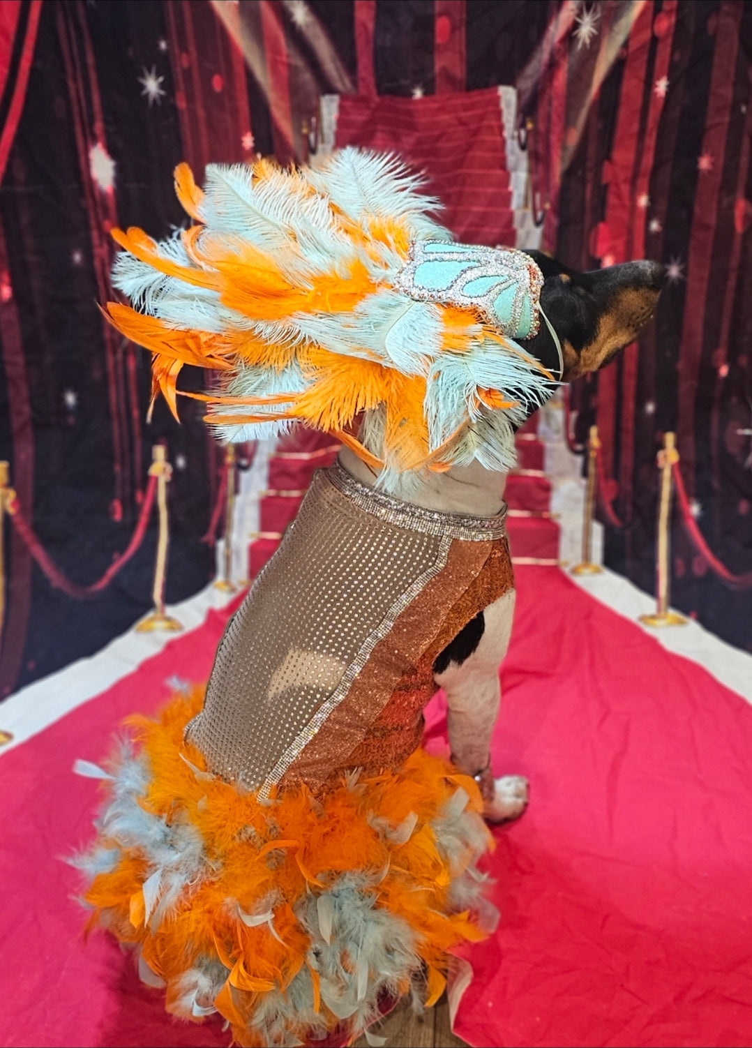 Showgirl pet costume