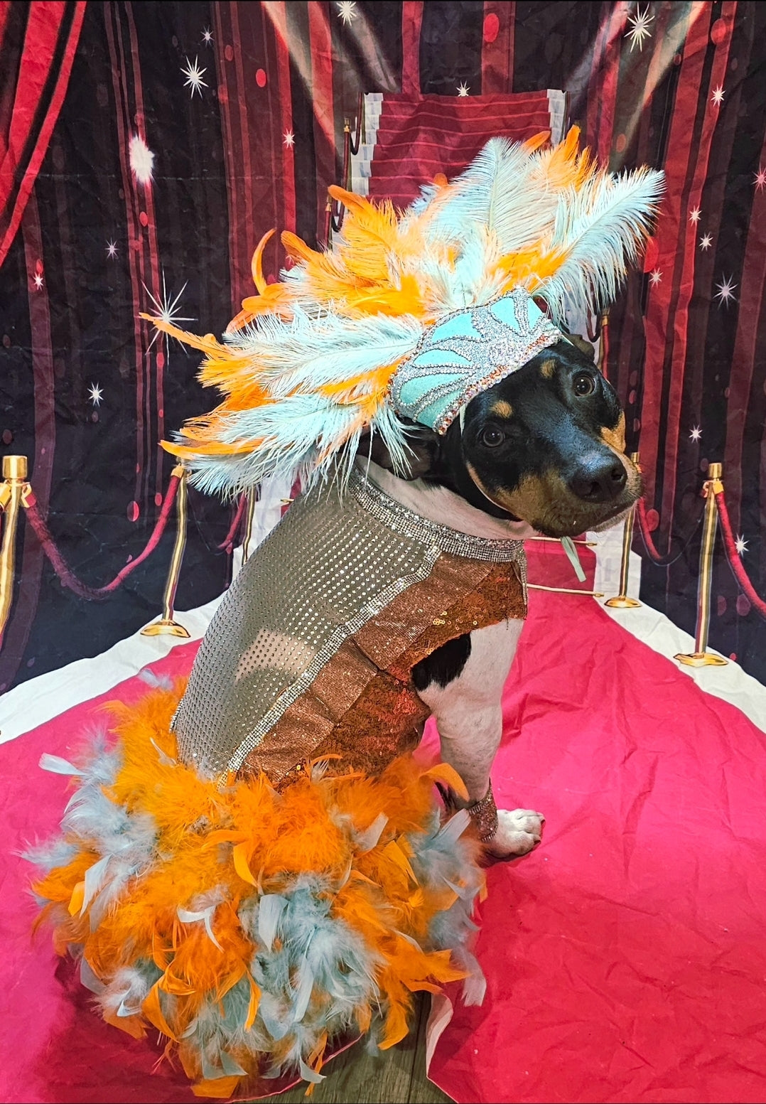 Showgirl pet costume
