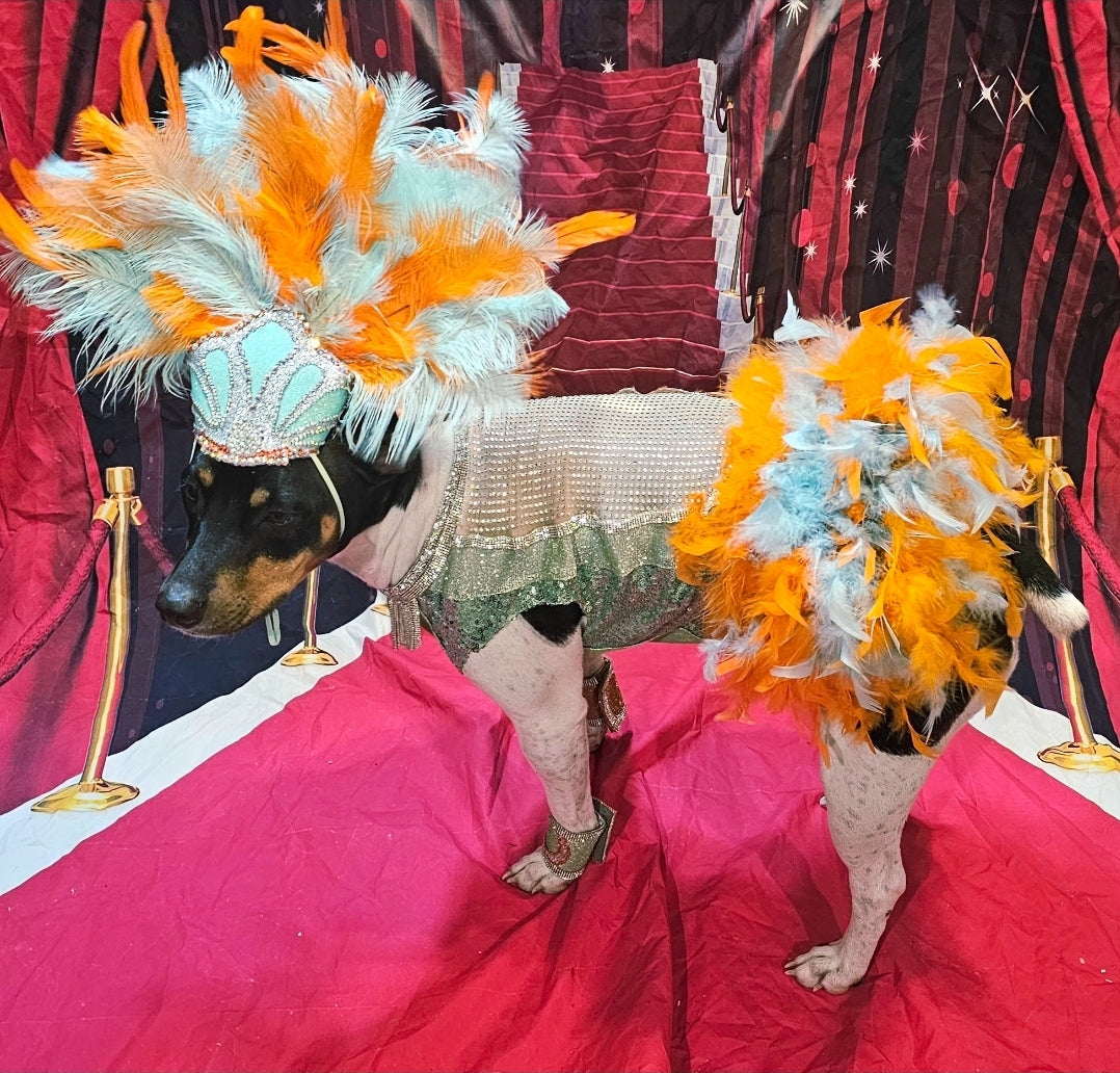 Showgirl pet costume