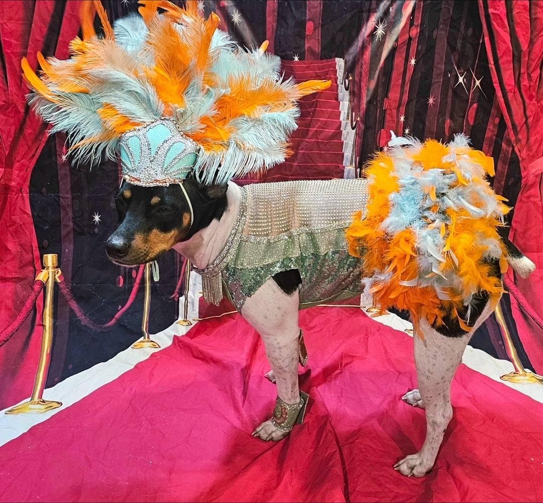 Showgirl pet costume