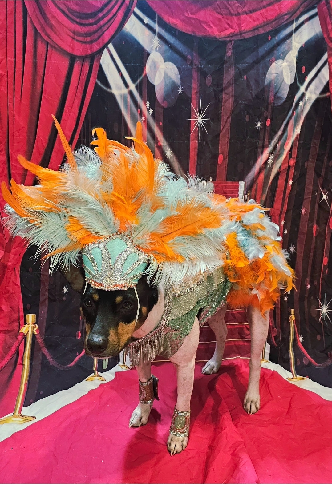 Showgirl pet costume