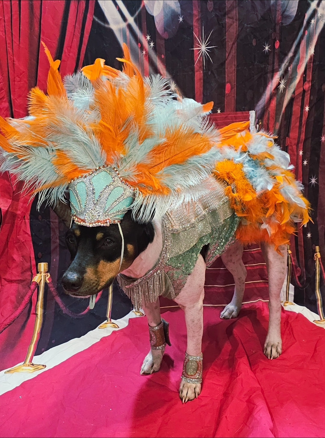 Showgirl pet costume