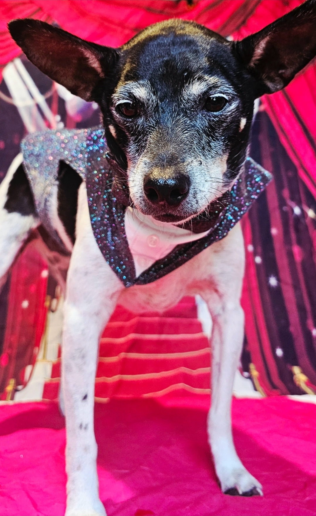 Glitter pet tuxedo, pet groomsman glitter tux, tuxedo for pets