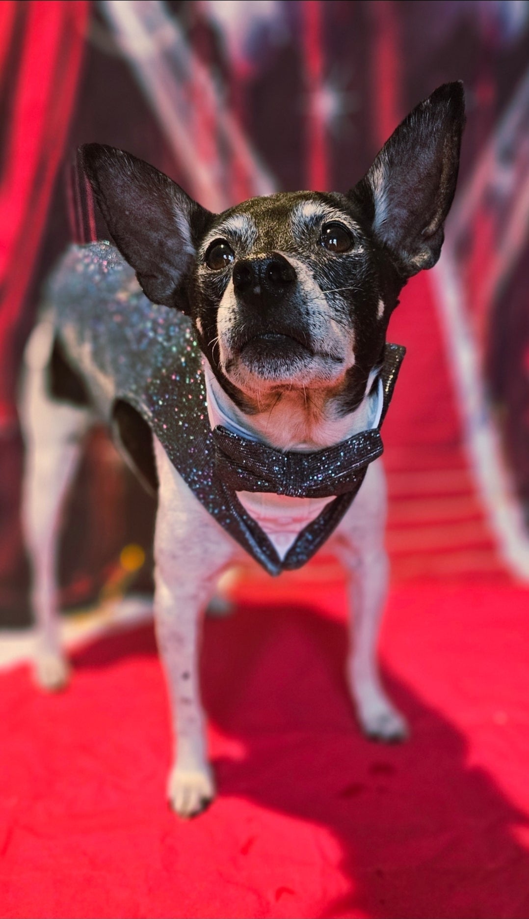 Glitter pet tuxedo, pet groomsman glitter tux, tuxedo for pets