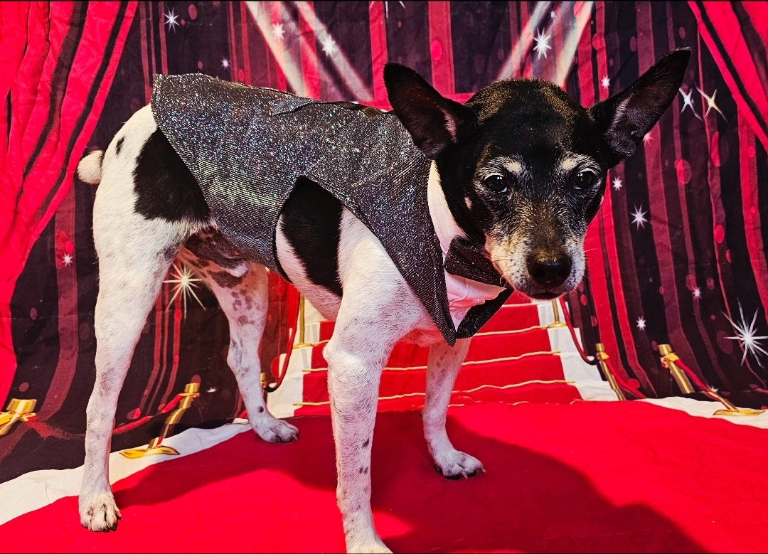 Glitter pet tuxedo, pet groomsman glitter tux, tuxedo for pets