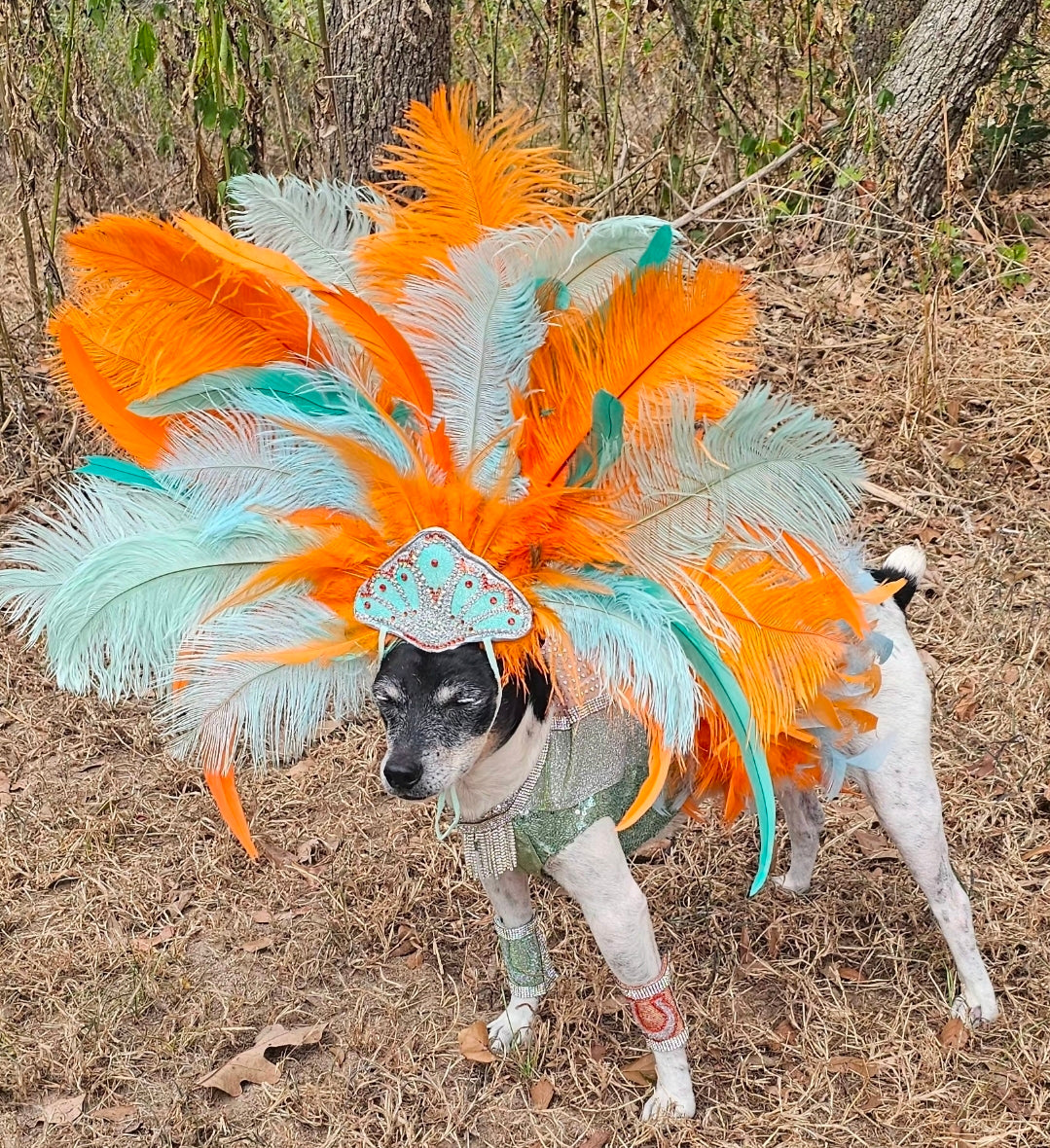 Showgirl pet costume, Life of showpet costume