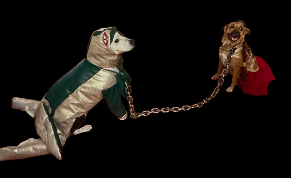 Princess Leia pet costume, princess Leia dog costume, stars wars pet costume