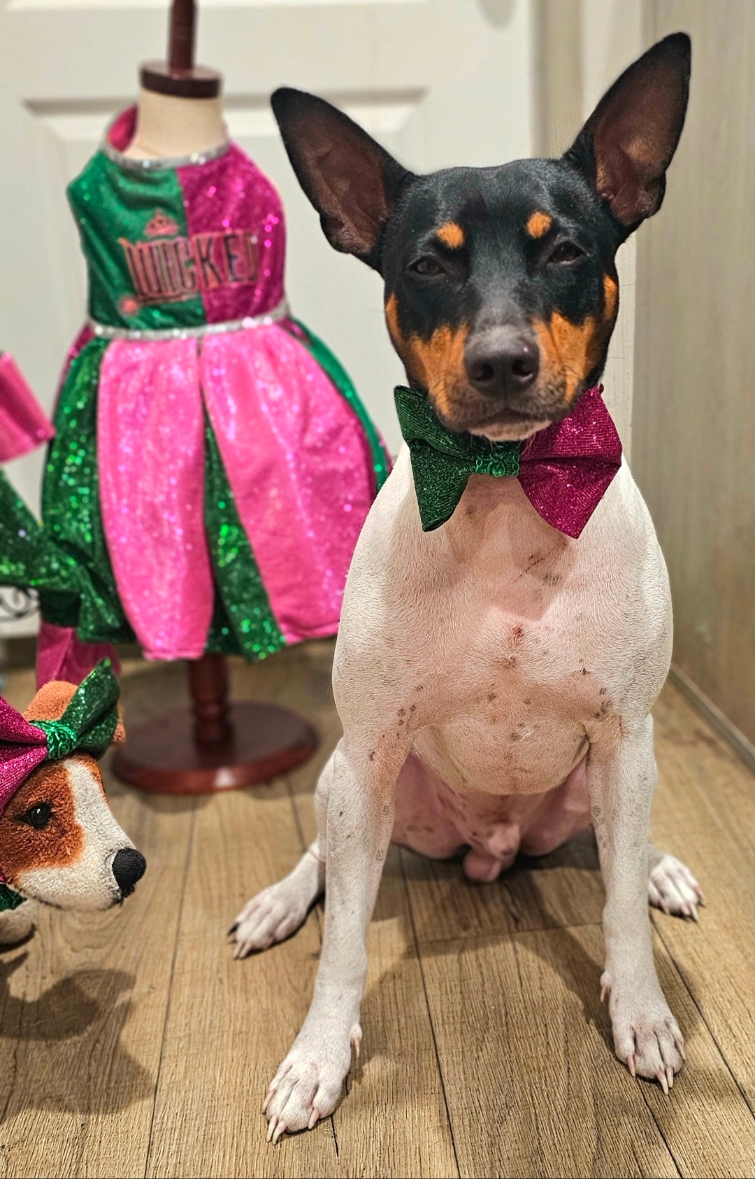 Wicked Pet Bow, green and pink pet bow, glitter wicked pet bow