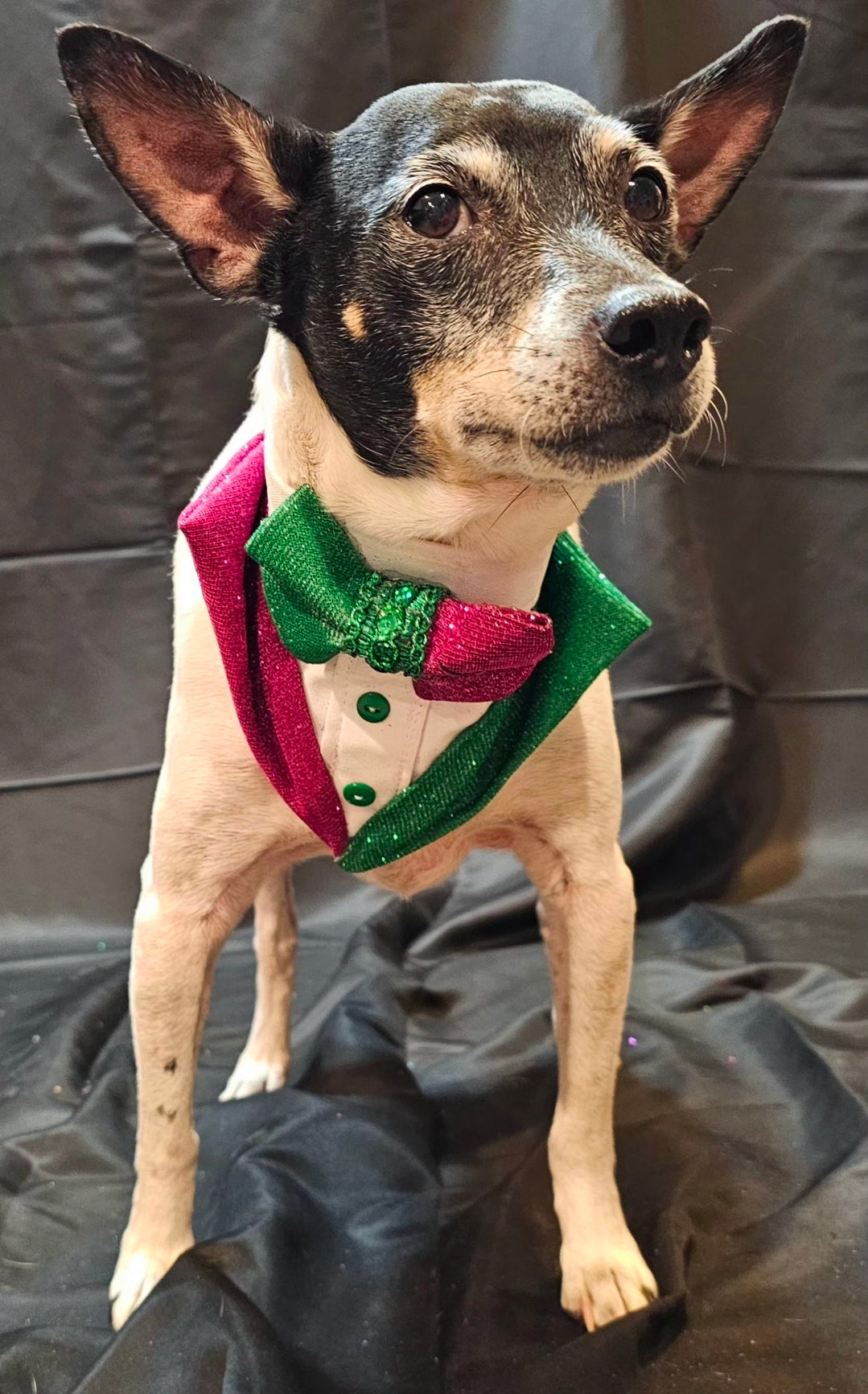 Wicked Pet Bandanna Tux, Wicked pet tux bandanna, green and pink pet bandanna