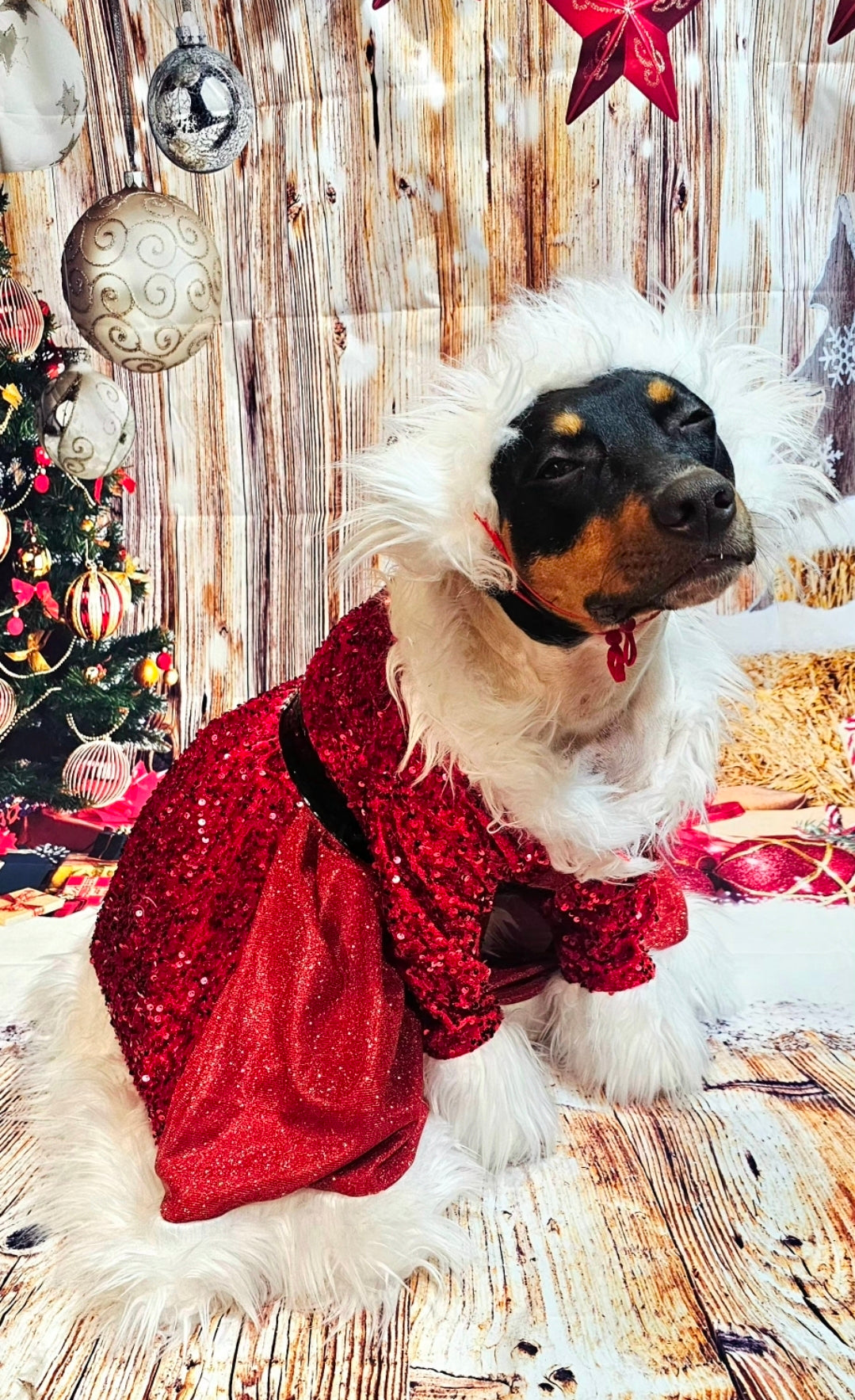 Red Miss Claus sequin pet costume, sequin red pet dress