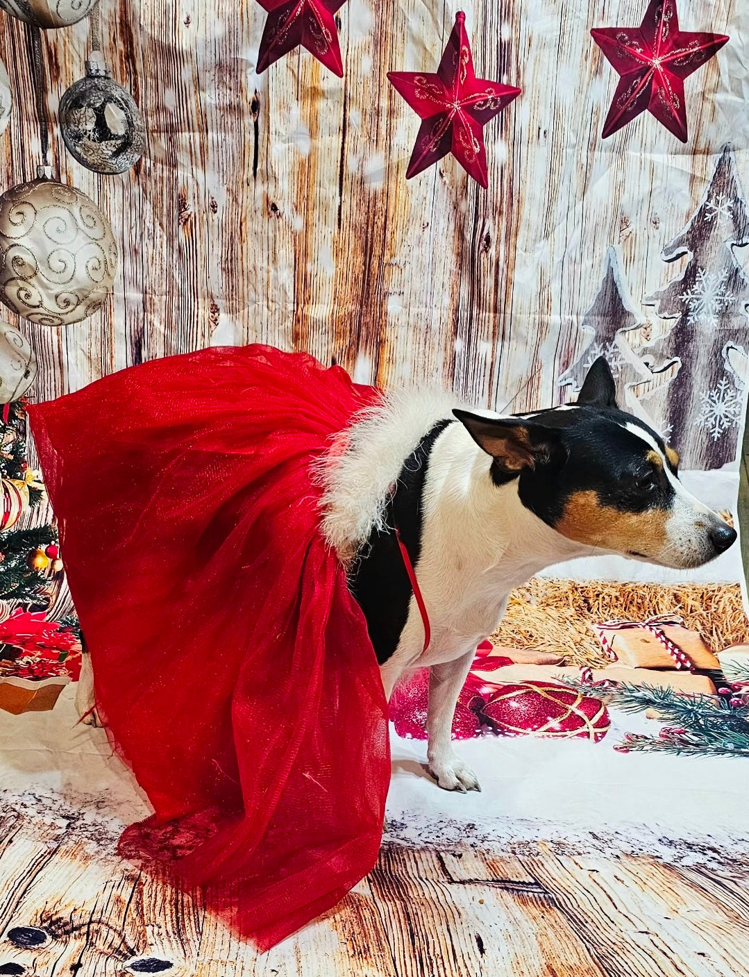 Tulle Santa Pet Dress, Tulle Miss Claus Pet Dress