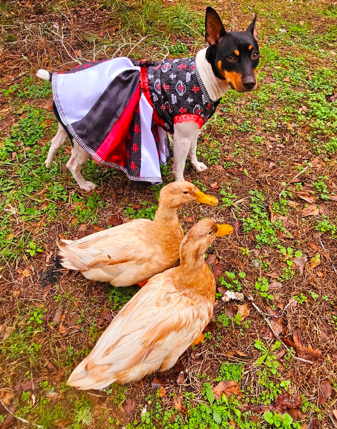 Houston Rockets pet dress, Houston rockets dog dress, Houston rockets cat dress, Rockets basketball pet dress, rockets pet clothes