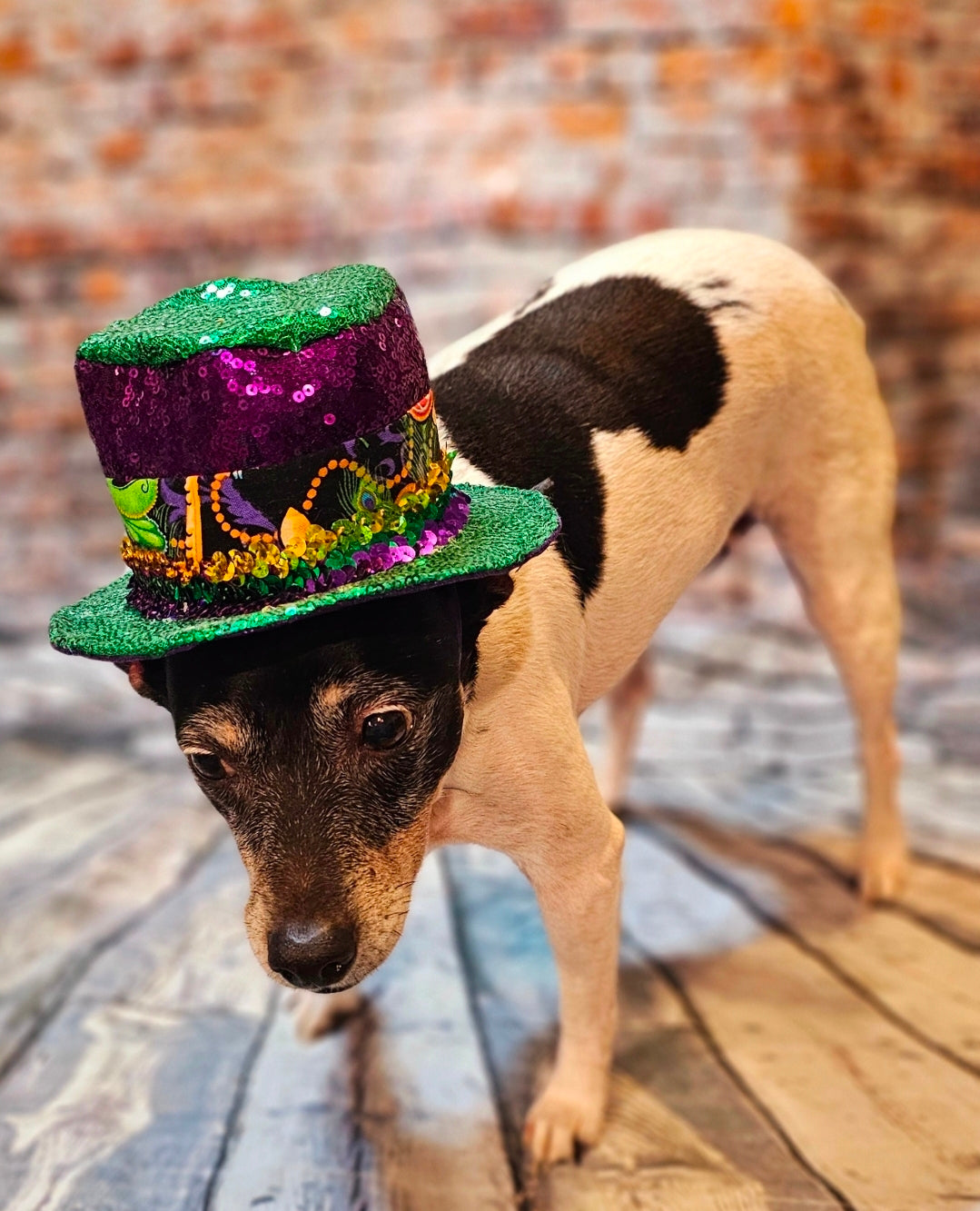 Mardi Gras Sequin pet hat, Fat Tuesday sequin pet hat, Feather Pet top hat