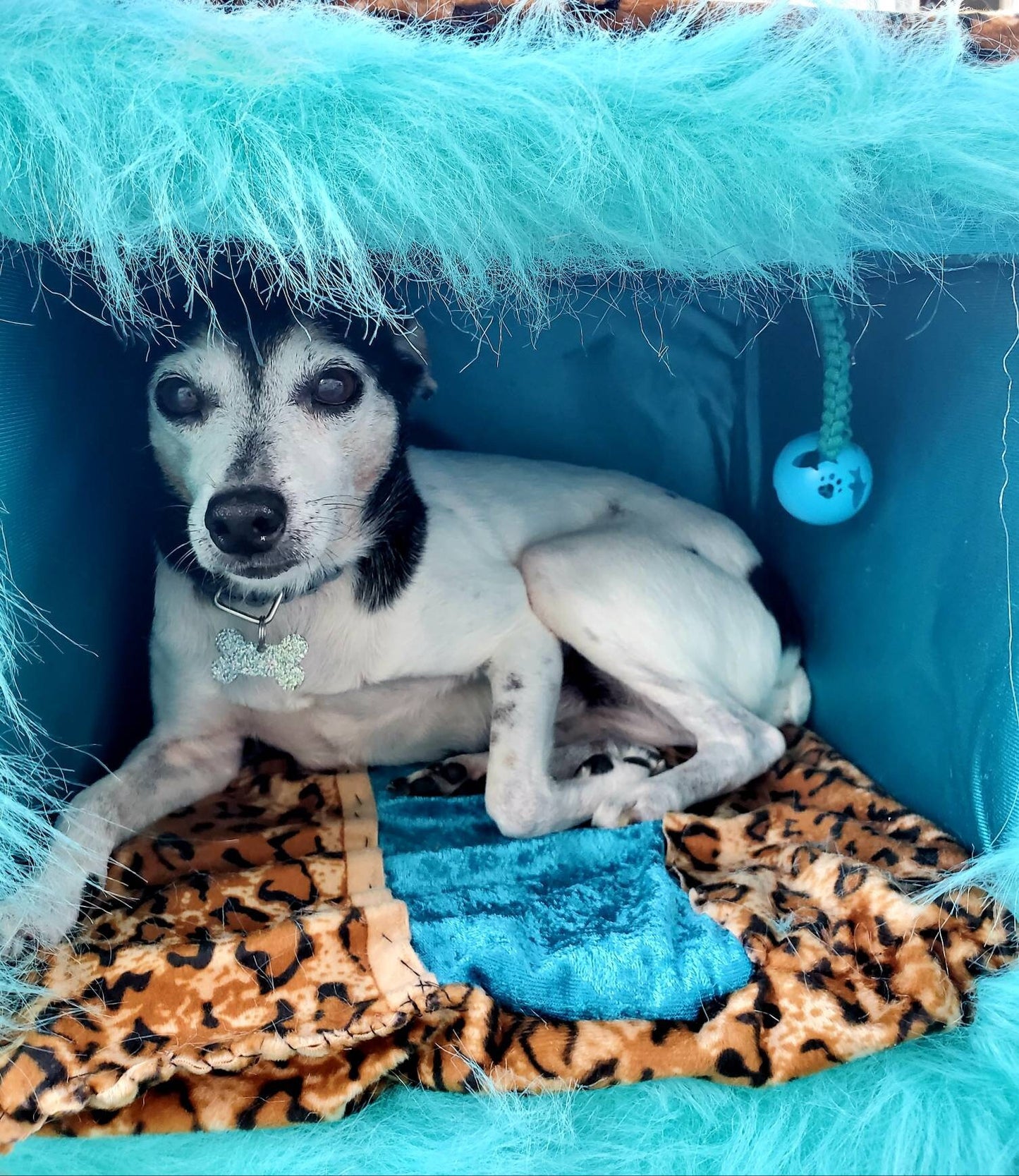 Cat Play Bed, Two Story cat play bed, Pet two story bed. Two story Pet house. Leopard, animal Print bed, beds for cats, aqua cat bed, feathe