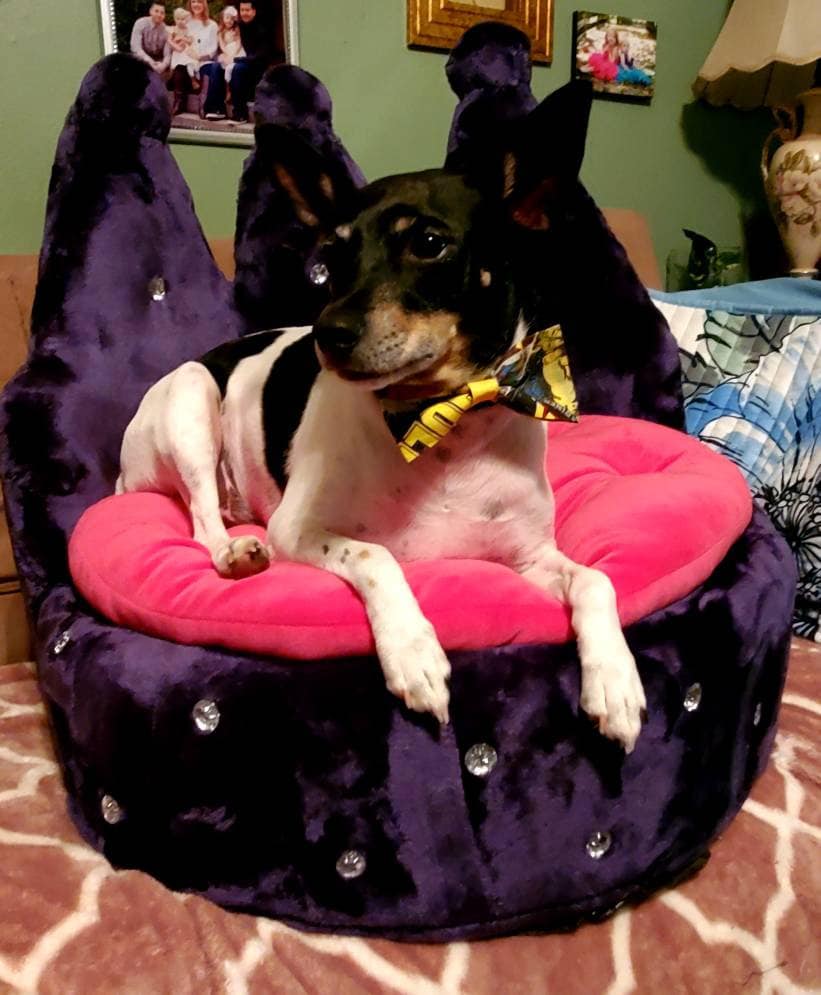 Crown Pet Bed, Crown Cat Bed Crown Dog Bed, Navy Pet Bed, Luxury Crown Pet Bed, round pet furniture, dog luxury bed, cat luxury bed