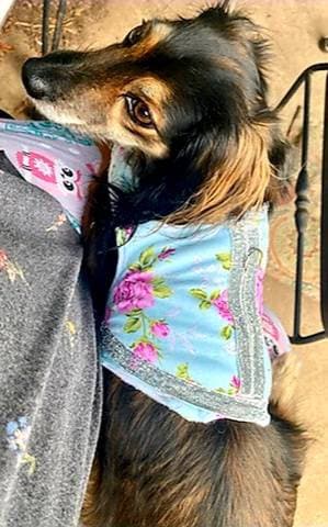 Flower Print Pet Harness, Flower Print Pet Jacket, Pet harness, pet Jacket, cat harness, cat Jacket, dog harness, dog jacket, glitter flower