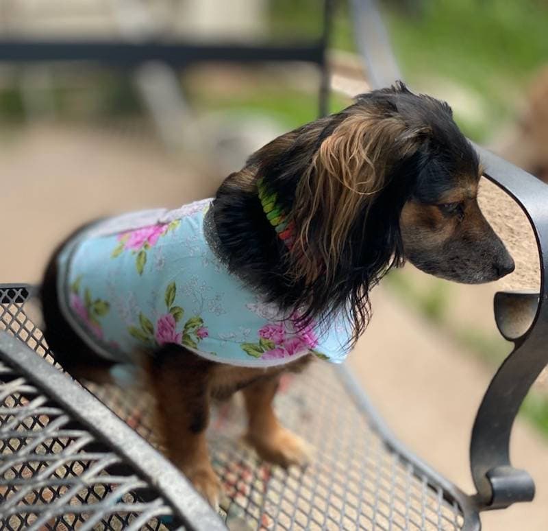 Flower Print Pet Harness, Flower Print Pet Jacket, Pet harness, pet Jacket, cat harness, cat Jacket, dog harness, dog jacket, glitter flower