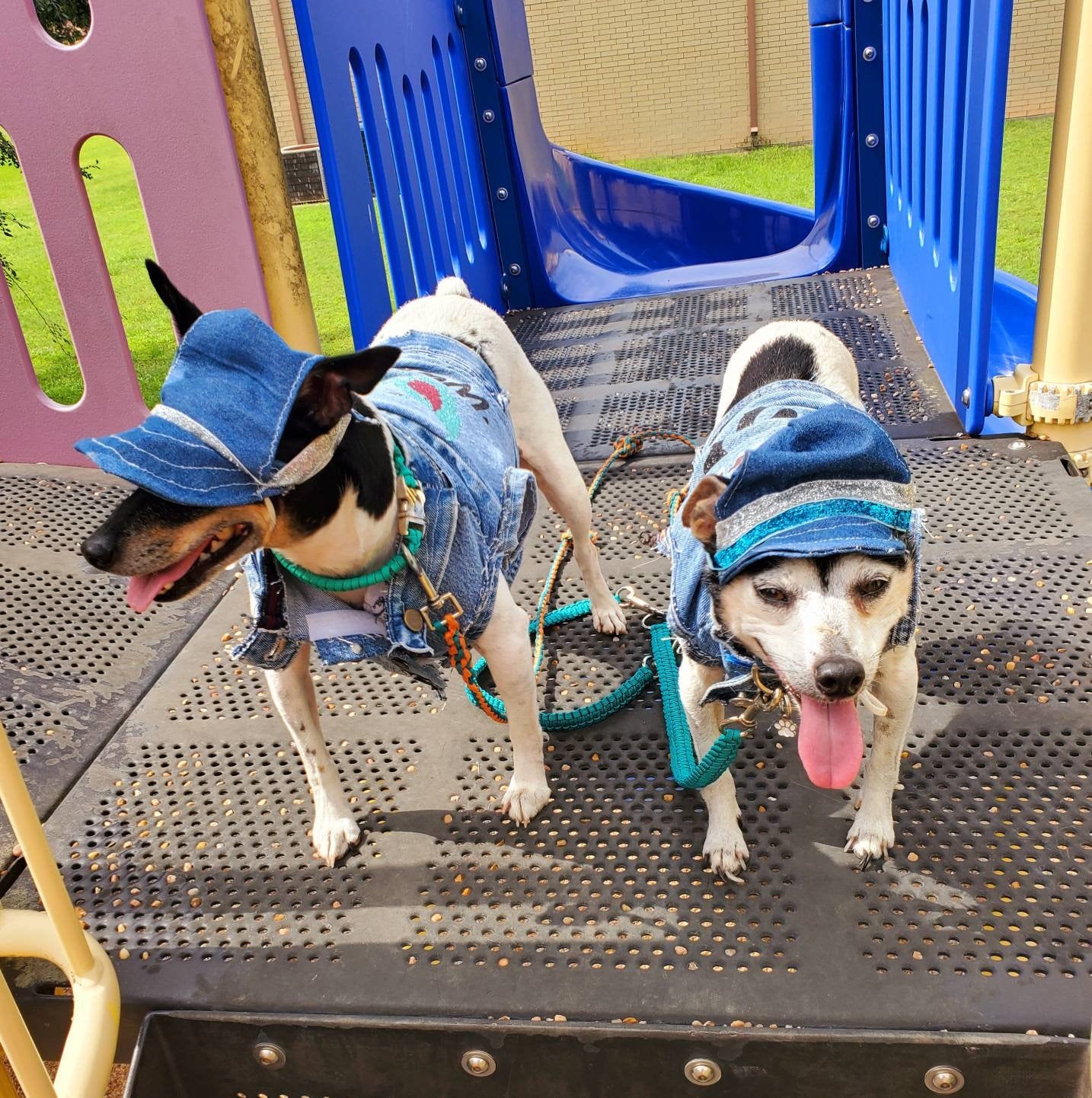 Personalize Pet hats, Blue Jean Pet Hat, Blue Jean Dog hat, Blue jean cat hat, pet hats, dog hats, cat hats, hats for dogs, hats for cats