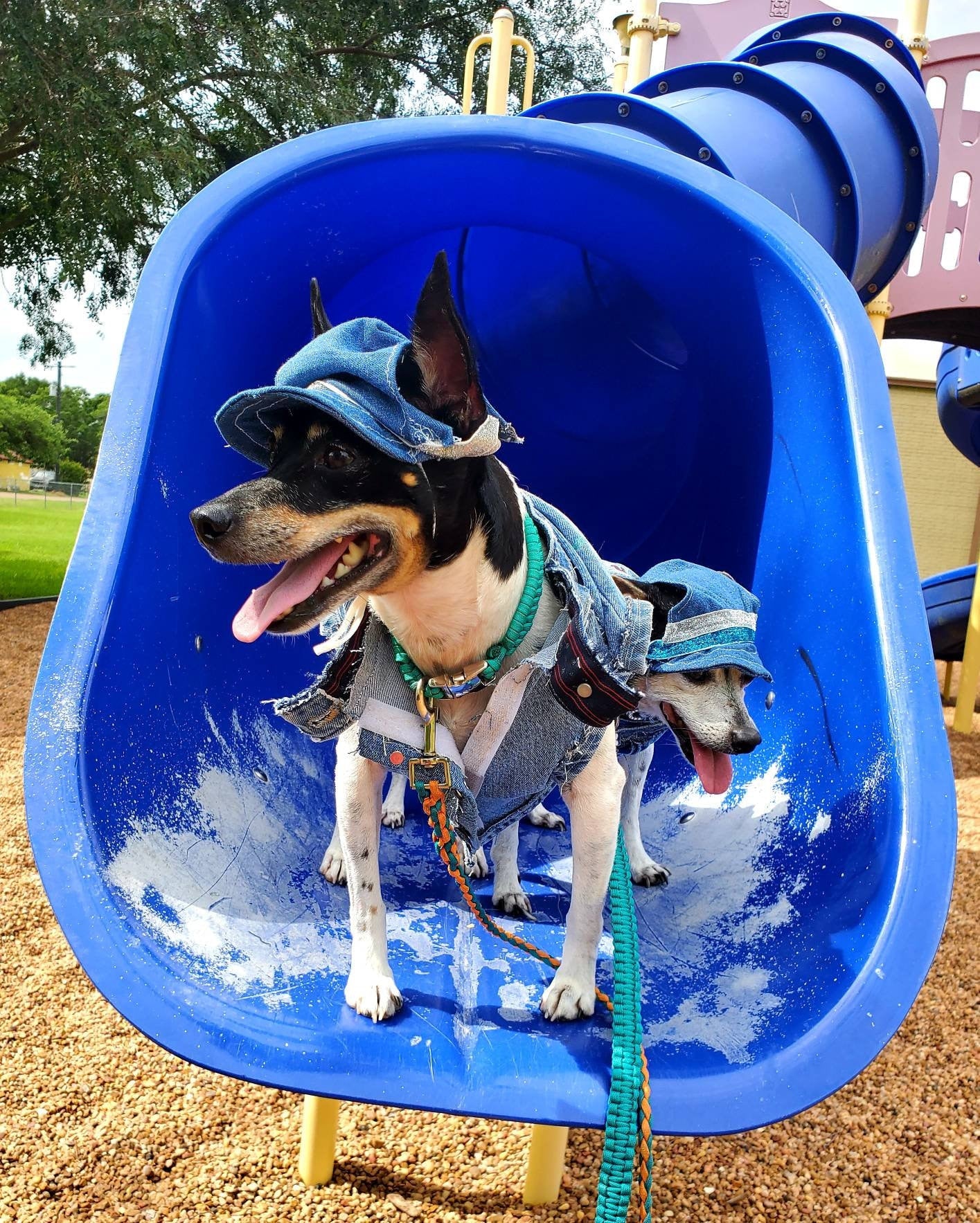 Personalize Pet hats, Blue Jean Pet Hat, Blue Jean Dog hat, Blue jean cat hat, pet hats, dog hats, cat hats, hats for dogs, hats for cats